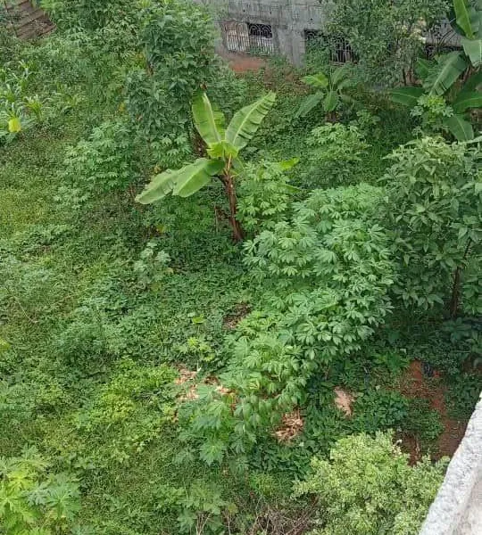 Terrain titré et loti de 300 m² à vendre à Nkoabang