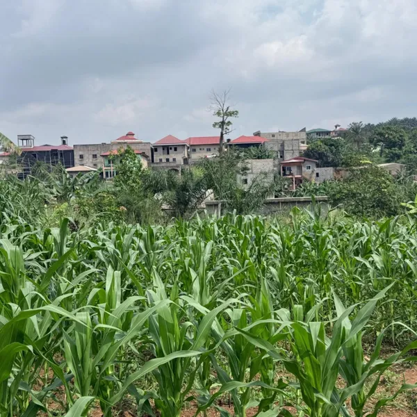 Terrain titré de 800 m² à vendre à Emana Bilique