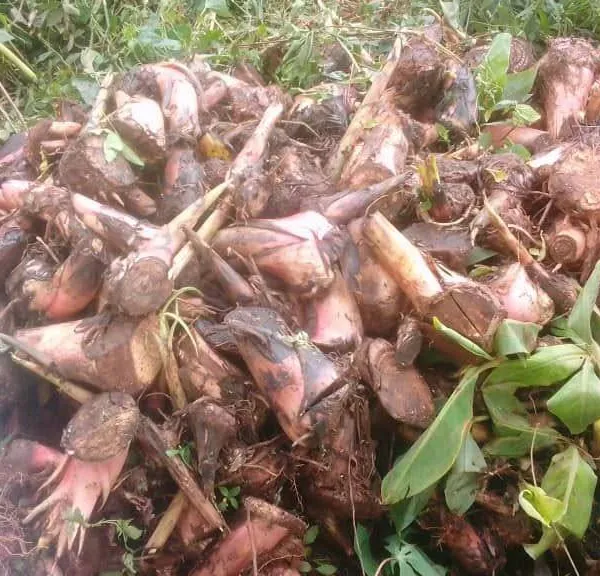 Rejets de bananier plantain et boutures agricoles disponibles à Yaoundé