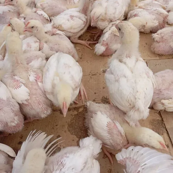 Poussins de 21 jours à 1 500 FCFA