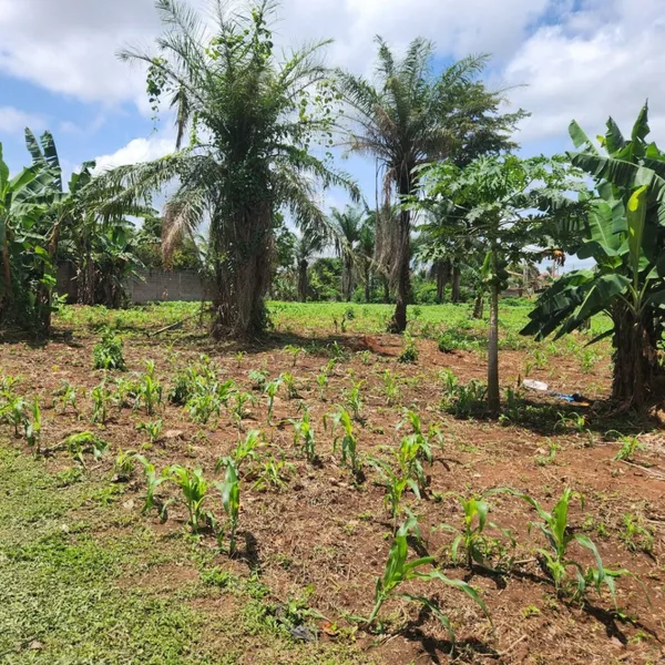 Terrain titré de 8 000 m² à vendre à Odza Minkan