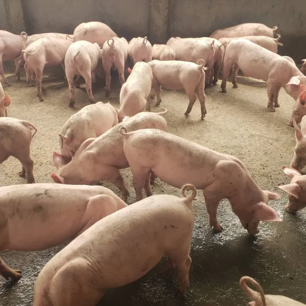 Porcelets de type Neymar à vendre à Nsimalen