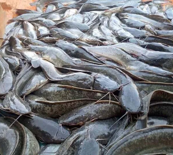 Poissons silures bio frais disponibles à Douala PK12